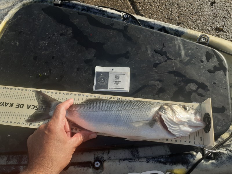 Fish Measure Picture